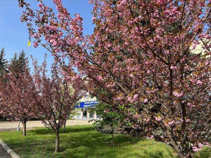 В університеті розквітли сакури