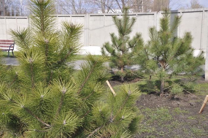 Упорядкування території