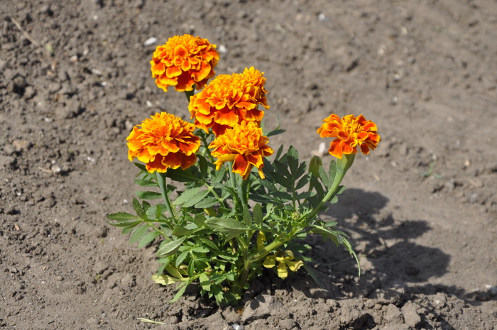 Озеленення території університету продовжується