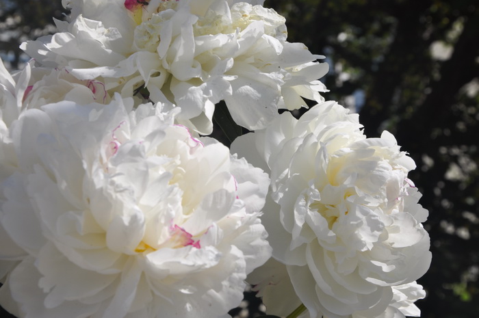 Університет квітне