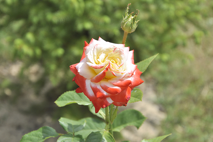 Квітнуть троянди