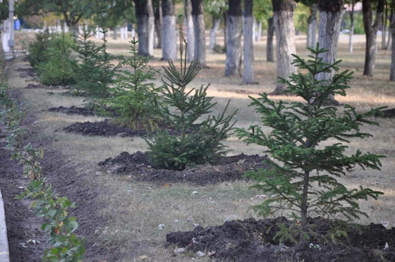 Озеленення продовжується