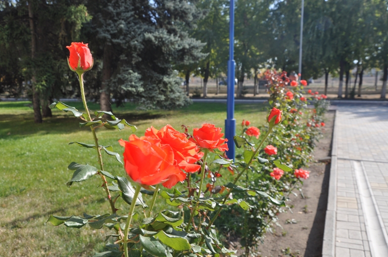 Квітнуть троянди