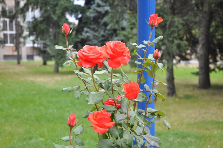 Троянди продовжують квітнути