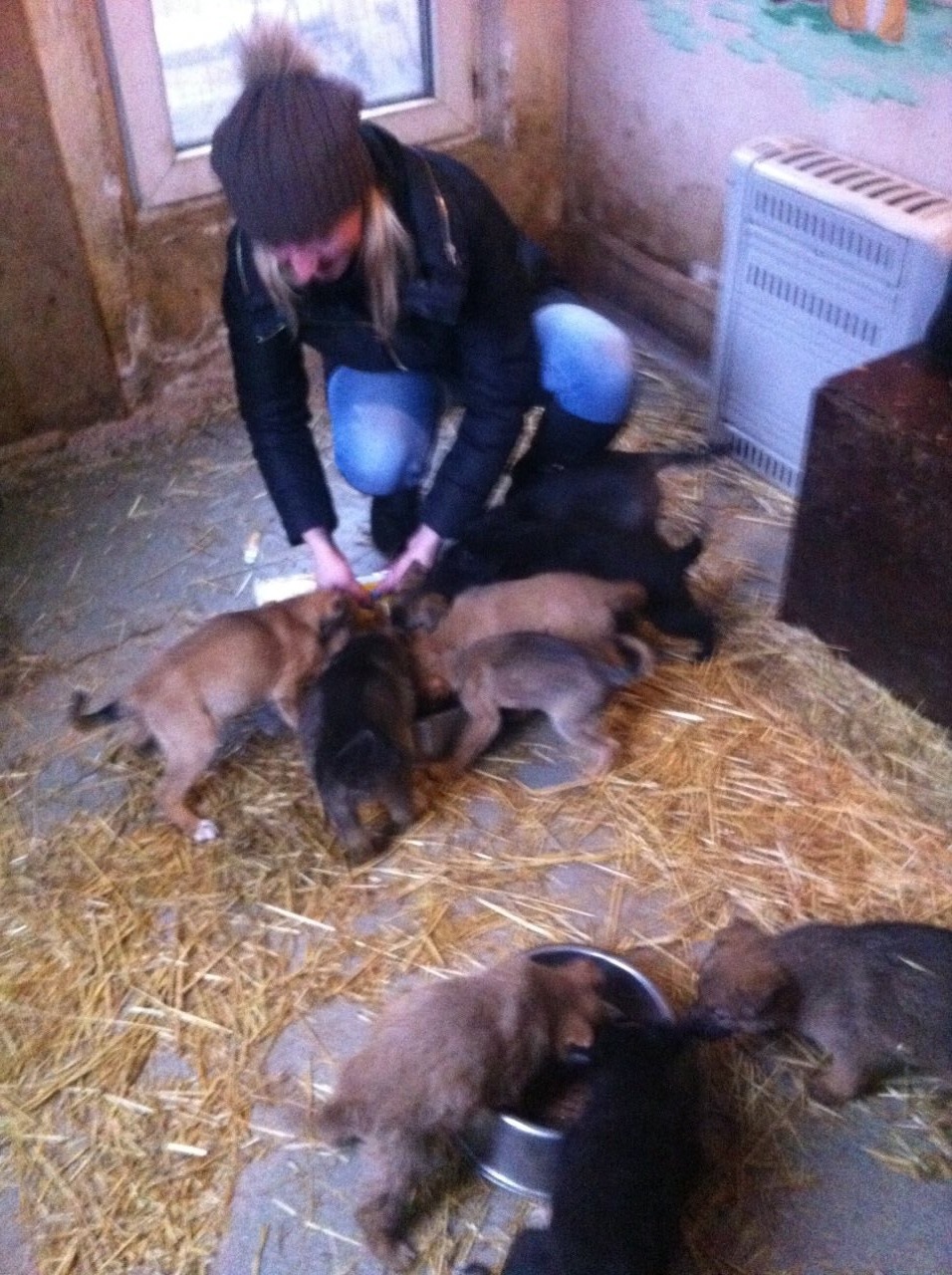 Небайдужість до друзів наших менших