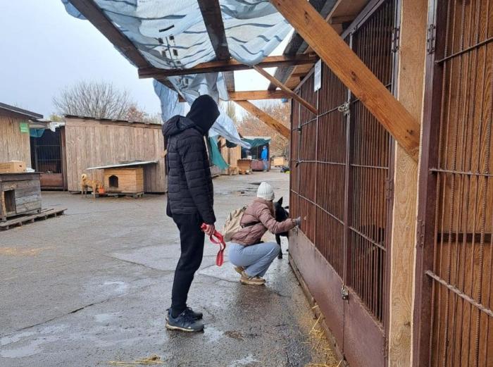 Допомога притулку для тварин