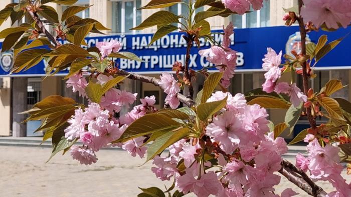 В університеті знову квітнуть сакури