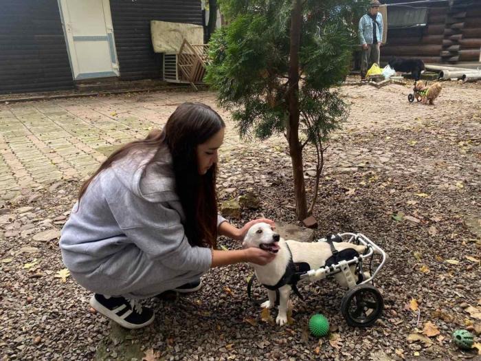 Акція на підтримку притулку для тварин