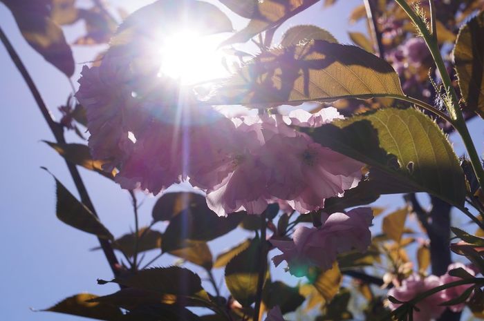 В університеті зацвіли сакури