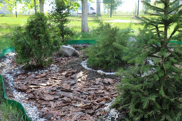 В університеті продовжується озеленення території