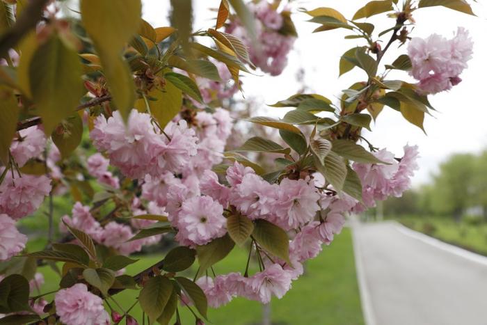 В університеті розквітли сакури
